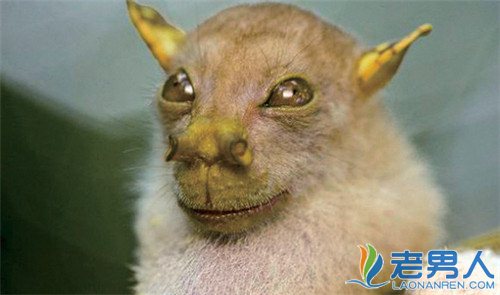 盘点十大世界新发现的奇异物种 尤达蝙蝠形似外星人
