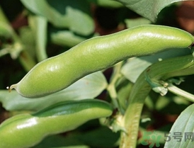>扁豆的营养价值 扁豆的功效与作用及食用方法