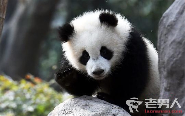 熊猫抱大腿成网红 萌翻全球熊猫粉丝