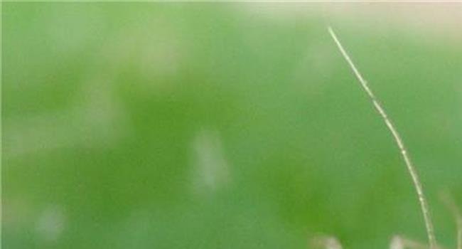 【蚜虫触角类型】果树蚜虫的种类有哪些?如何防治?