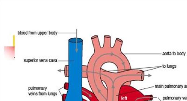 【4条肺静脉三维图图片】精彩病例:变异的肺静脉