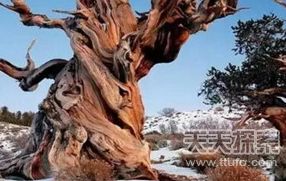 世界上现存活最古老的十大树木 你见过几个？