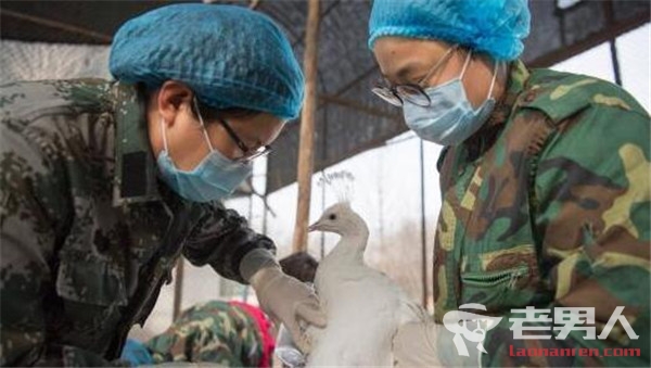 湖南凤凰发生H5N6禽流感疫情 385只家禽死亡