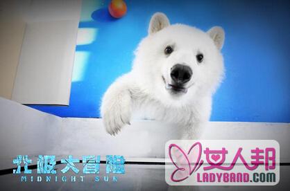 《北极大冒险》预告片吊足观众胃口 一只吃货熊的自我修养