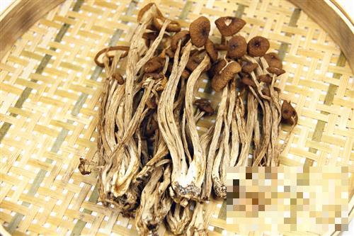茶树菇的功效与作用以及营养价值