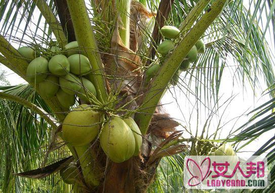详细介绍椰子的形态特征