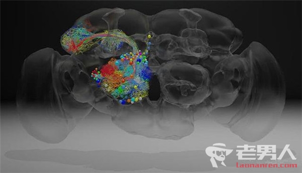 专家绘制果蝇完整大脑 用以探测果蝇行为的神经回路