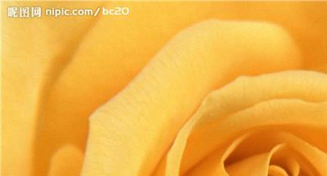 【黄玫瑰代表什】香槟玫瑰和黄玫瑰有什么区别?