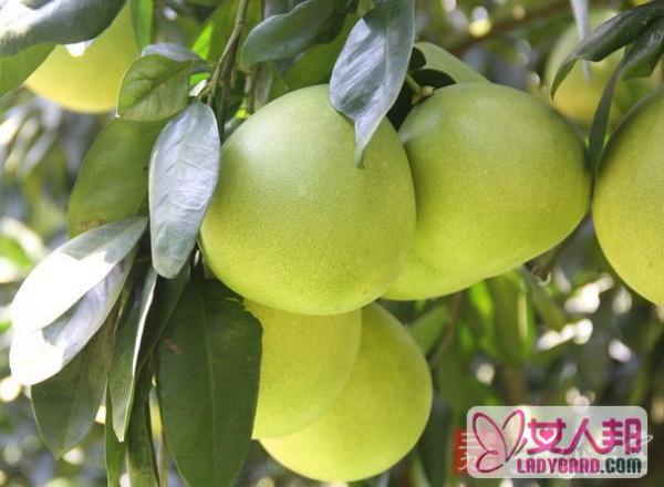 柚子的营养价值 柚子有哪些功效与作用