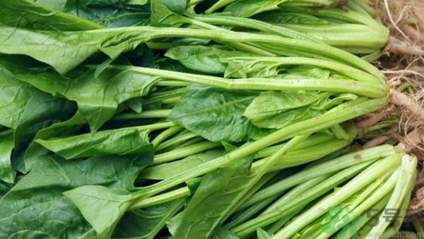 吃菠菜能补铁吗？吃蔬菜铁效果好吗？