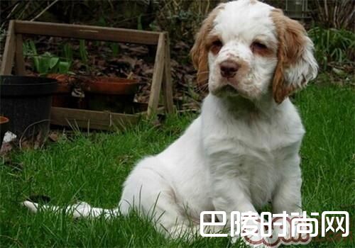 克伦伯猎鹬犬价格及智商 克伦伯猎鹬犬好养吗多少钱一只