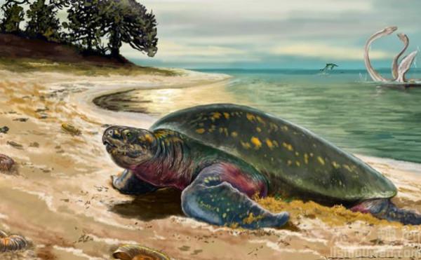 >世界上最古老的海龟化石