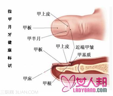 >手指甲“月牙”反映健康状况 中医教你怎么看