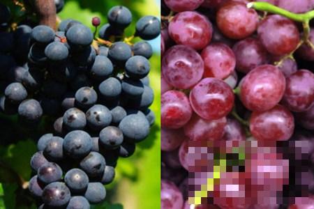>了解葡萄的功效与作用 美味食物也可成为养生佳品