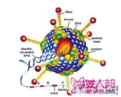 支原体咳嗽是不是断不了根的病 千万别拿自己的身体开玩笑