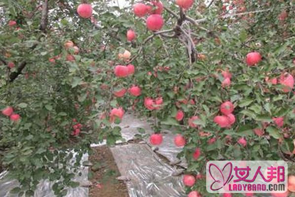 >苹果树怎样施肥 苹果树施肥方法技巧