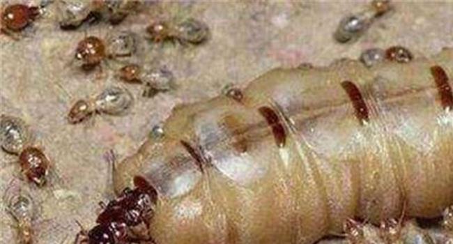 【蚁后突然从巢里出来了】长沙海关首次查获非洲白蚁蚁后84只