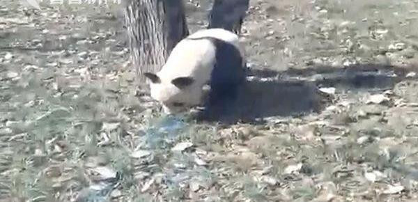 游客捡石砸大熊猫 景区将涉事游客拉入黑名单