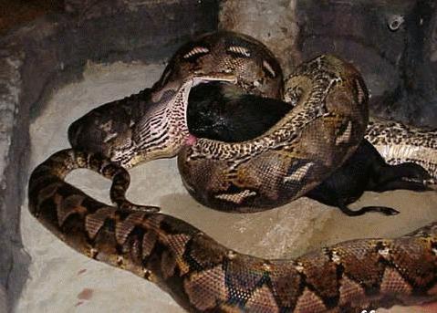 >【村民挖出千年怪物】广东村民挖出三条冬眠巨蟒蛇并将其上交