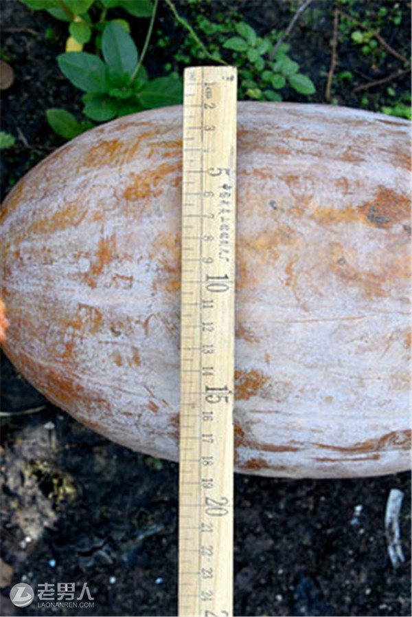 泸州农民种出超级大南瓜 长约一米重达40斤