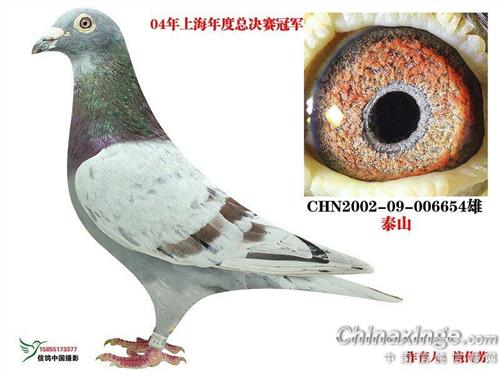 张兴全信鸽 上海鸽系不能概括中国信鸽