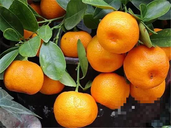 >福橘的营养价值 吃橘子过多引起结石
