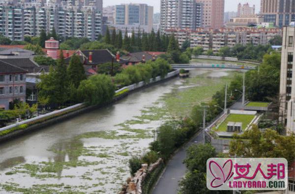 >【苏州河大量水葫芦】_上海苏州河大量水葫芦裹挟大量生活垃圾