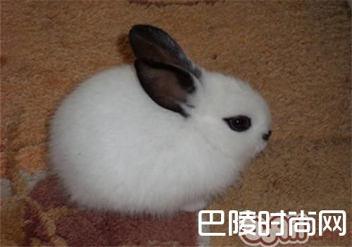 海棠兔价格及智商 海棠兔好养吗多少钱一只
