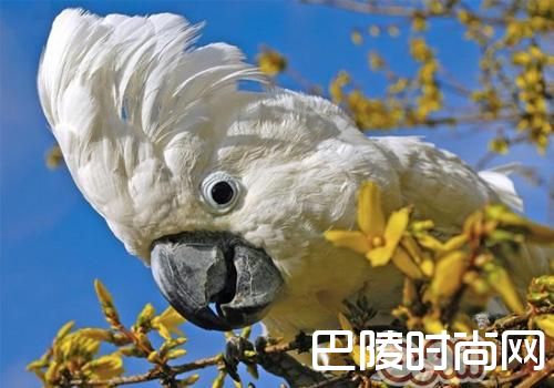 雨伞凤头鹦鹉价格及智商 雨伞凤头鹦鹉好养吗多少钱一只