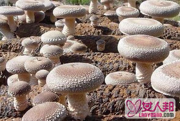 家庭香菇种植方法和技巧