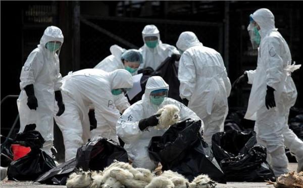 >曹森最新消息陕西 h7n9禽流感最新消息:陕西确诊3例H7N9病例!