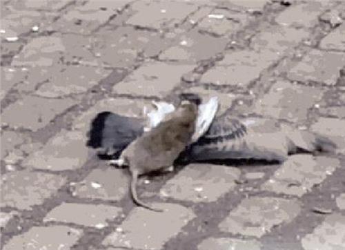 >老鼠和鸽子当街对决 场面十分激烈血腥狂暴