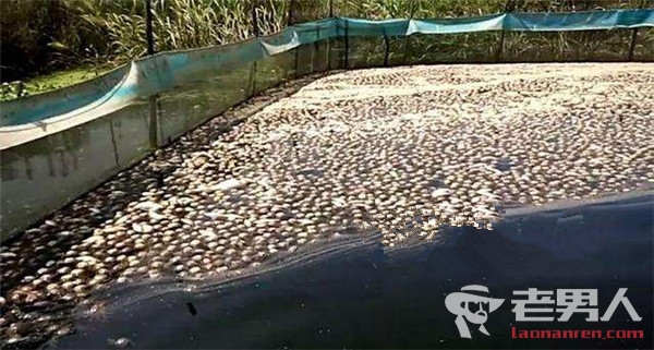 洪泽湖万亩鱼蟹死绝 概因暴雨致污水涌入造成污染