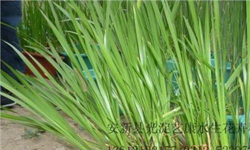 水生植物种类 和平区水生植物苗圃供应商