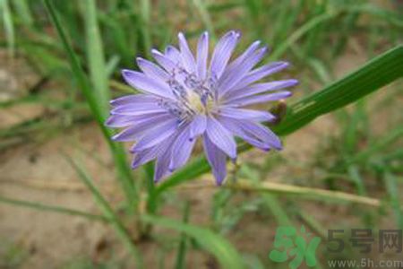 紫花苦菜和黄花苦菜哪个好？紫花苦菜和黄花苦菜有什么区别？