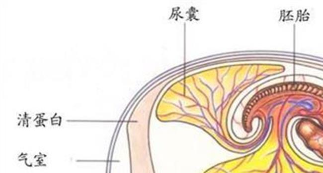 【羊膜腔与胎盘关系图解】胎盘是和胎儿在羊膜腔里吗