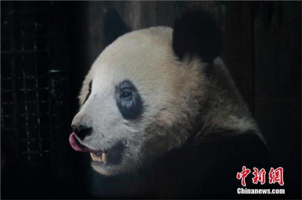 >武扬物种鉴定 中国野生大熊猫体内寄生虫被鉴定为新物种 并获命名