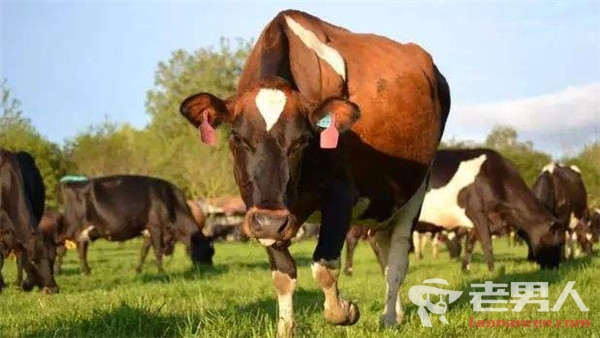 >新西兰爆发牛支原体疫情 已有2万头牛感染遭宰杀