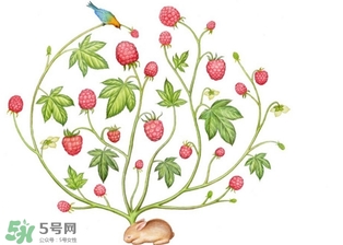 覆盆子和树莓的区别 覆盆子与树莓的区别