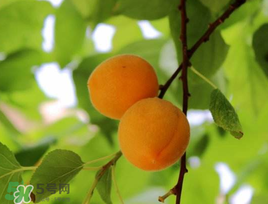 杏子可以和芒果一起吃吗？吃完杏子可以吃芒果吗？