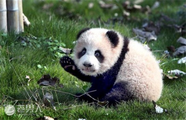 >上海大熊猫征名 今日起轮流与游客见面