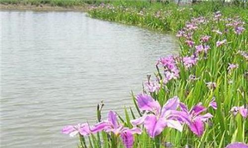 >水生植物图鉴 河北区水生植物栽培生产厂家
