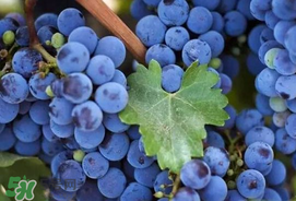 无籽葡萄有哪些品种？无籽葡萄多少钱一斤？