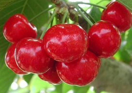 樱桃的功效与作用 樱桃有什么营养价值