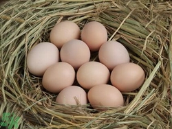 土鸡蛋和普通鸡蛋营养价值一样吗?土鸡蛋和普通鸡蛋的区别