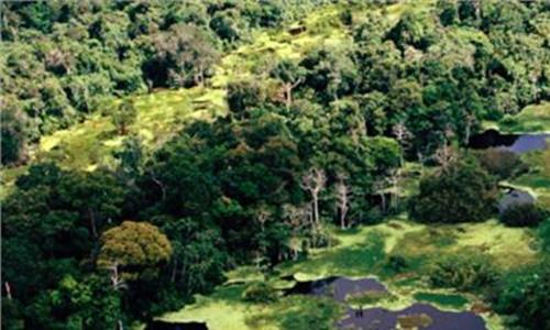非洲热带雨林 亚马逊热带雨林探秘