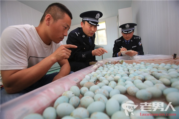 >警方查获白鹭鸟蛋 三名嫌疑人共盗取410枚白鹭鸟蛋