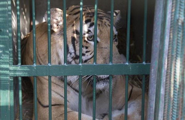 >世界最差动物园 被成为属于动物们的“地狱”
