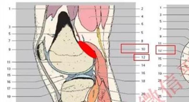 【如何瘦内侧腓肠肌】腓肠肌拉伤怎么治疗