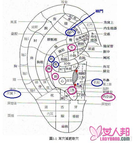 >按摩耳朵减肥图  按按耳朵就能减肥的方法